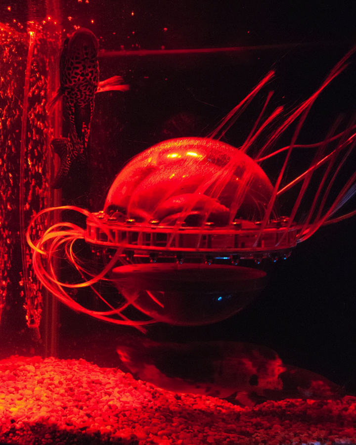 Fig. 5: Doo-Sung Yoo, Robotic Pig Heart-Jellyfish, 2009, robotic devices and pig hearts, (photograph © 2009 Cameron Sharp)