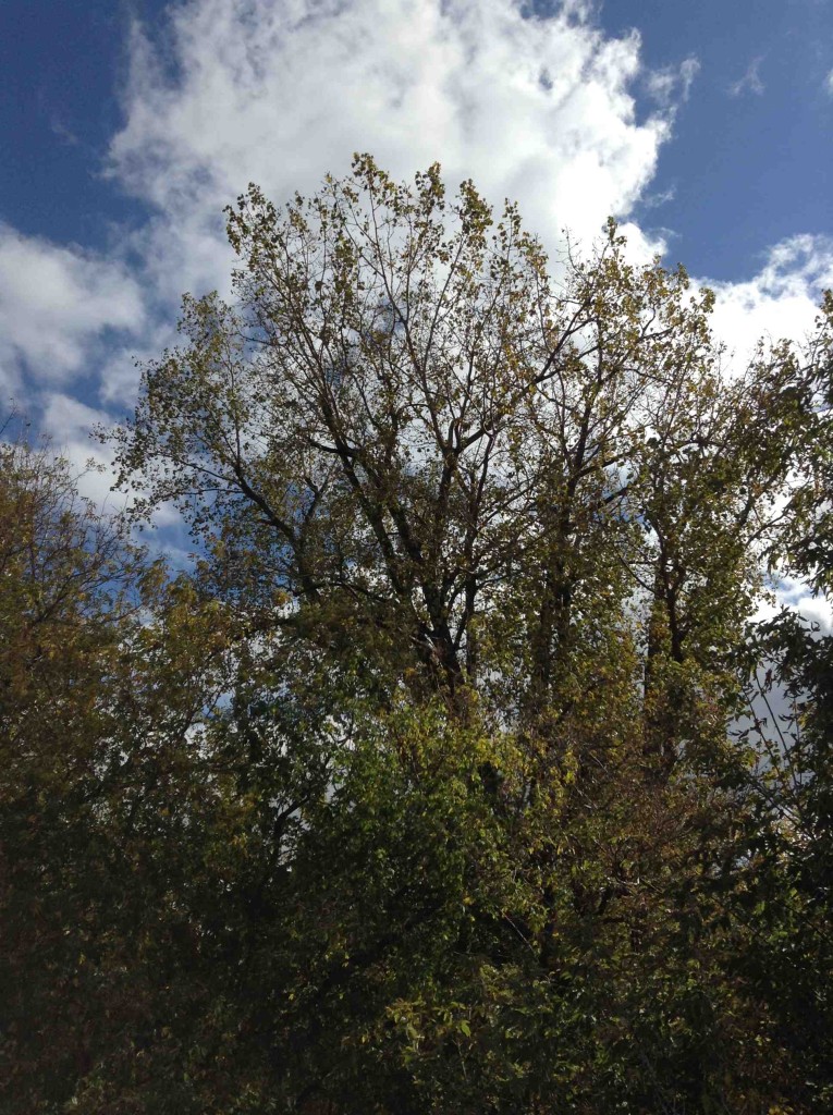 Fig. 3 Tree Full of Birds - 2013 David Madden